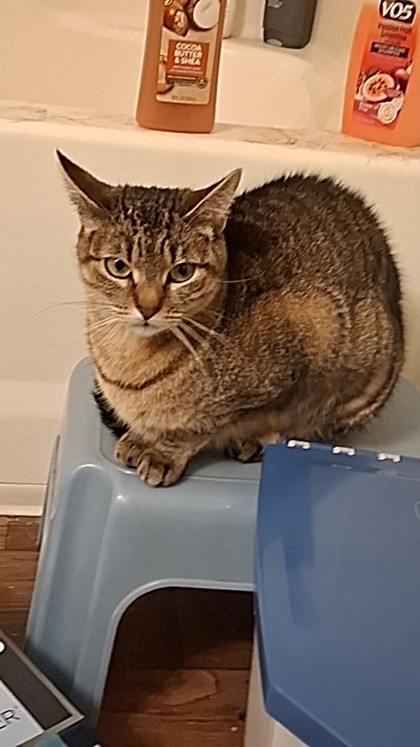 View Jynx the Cat Photo #2