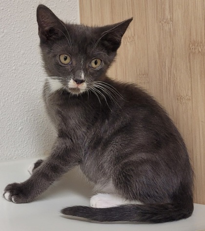 View Milhouse the Cat Photo #2
