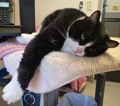 View Glenda the Cat Photo #3