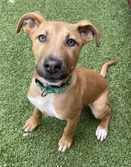 View Percy the Dog Photo #2