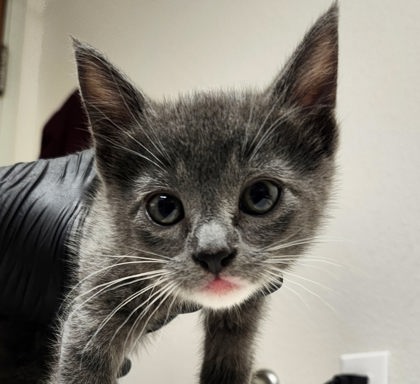 View Cheese the Cat Photo #2