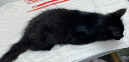 View Corn the Cat Photo #2
