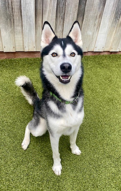 View Bear the Dog Photo #2