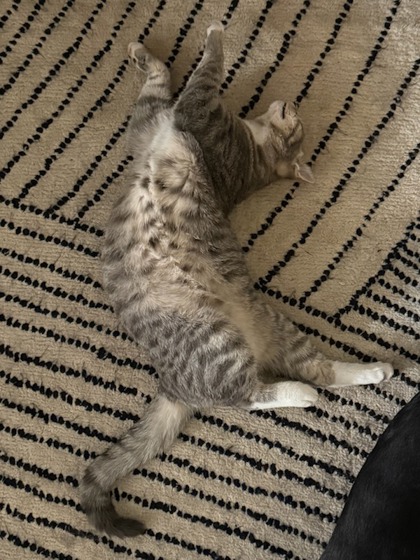 View Hurley the Cat Photo #2