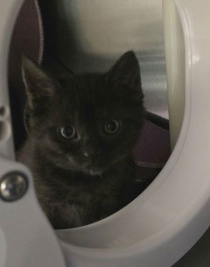 Kahlua