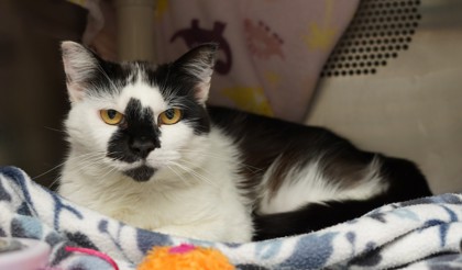 View Sweet Pea the Cat Photo #2