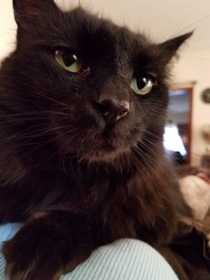 View Arnie the Cat Photo #3