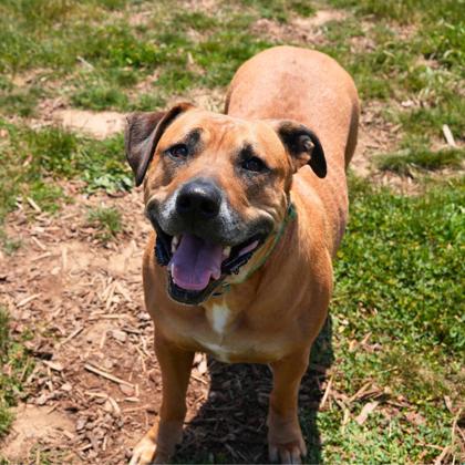 View Orion the Dog Photo #3