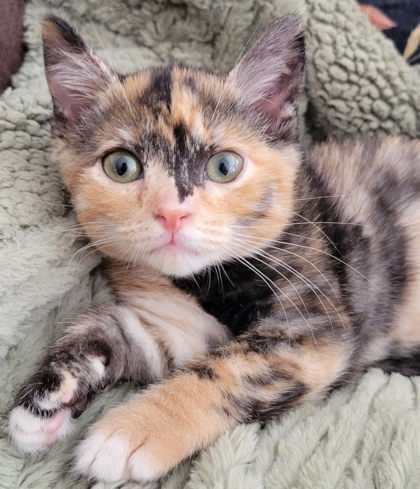Minette