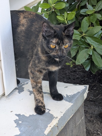 View This Cat Photo #2