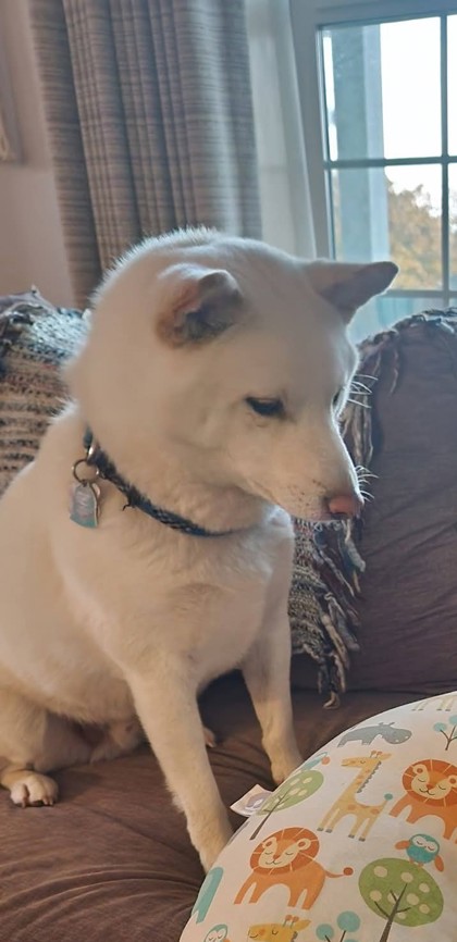View Kenzo the Dog Photo #2