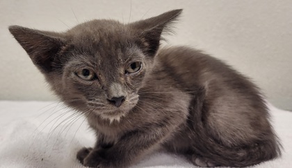View Bart the Cat Photo #3