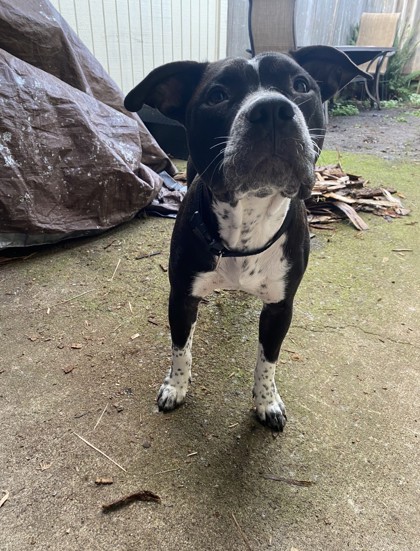 View This Dog Photo #2