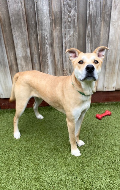 View Knack the Dog Photo #3