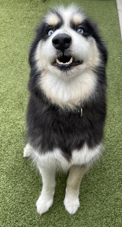 View Bobo the Dog Photo #2