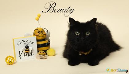Meet Beauty, a Domestic Longhair/Mix