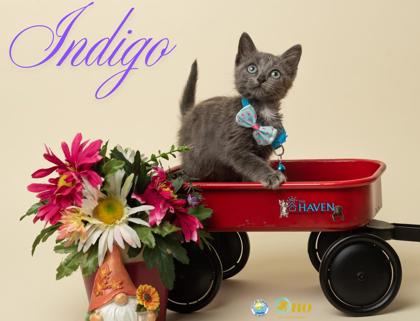 Meet Indigo, a Russian Blue/Mix