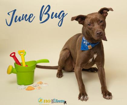 Meet June Bug, a Mixed Breed, Medium (up to 44 lbs fully grown)/Mix