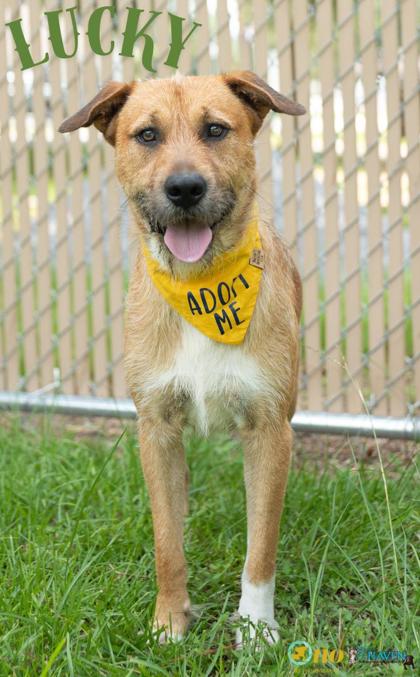 Meet Lucky, a Terrier/Mix