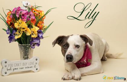 Meet Lily, a Border Collie/Mix