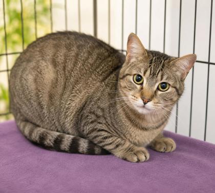 Meet KitKat, a Domestic Shorthair/Mix