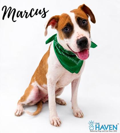 Meet Marcus, a Boxer/Mix