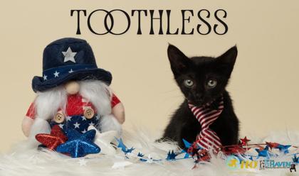 Meet Toothless, a Domestic Shorthair/Mix
