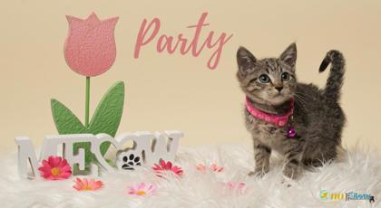 Meet Party, a Domestic Shorthair/Mix