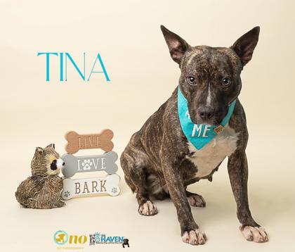 Meet Tina, a Terrier, English Staffordshire/Mix
