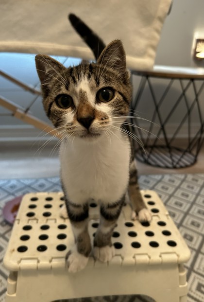Meet Dex, a Domestic Shorthair/Mix