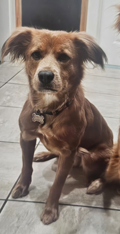 Meet Loki, a Retriever, Golden/Mix