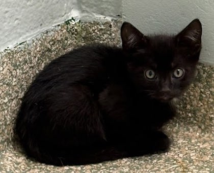 NOCH - Domestic Shorthair / Mix available for adoption