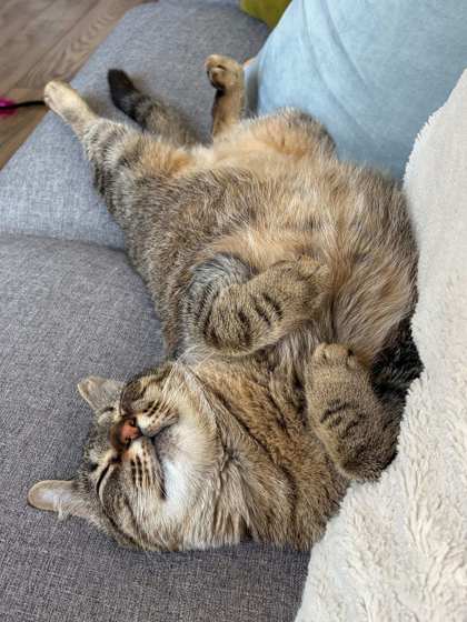 PAWNEE - Domestic Shorthair / Mix available for adoption