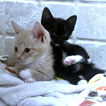 JOSEPH - Domestic Shorthair / Mix available for adoption