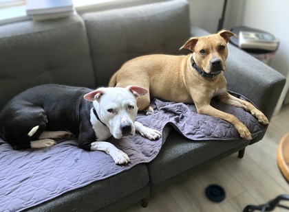 IMPALA - Mixed Breed, Medium (up to 44 lbs fully grown) / Mix available for adoption