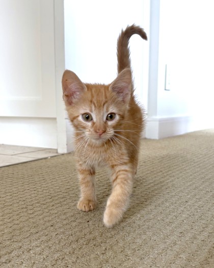 JELLYFISH - Domestic Shorthair / Mix available for adoption