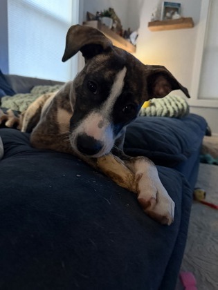 BONSAI - Pit Bull Terrier / Mix available for adoption