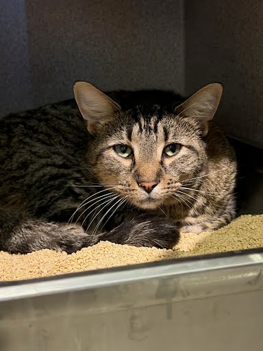 WILBUR - Domestic Shorthair / Mix available for adoption
