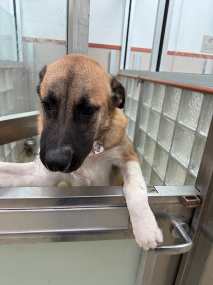BUMPER BOAT - Anatolian Shepherd / Mix available for adoption