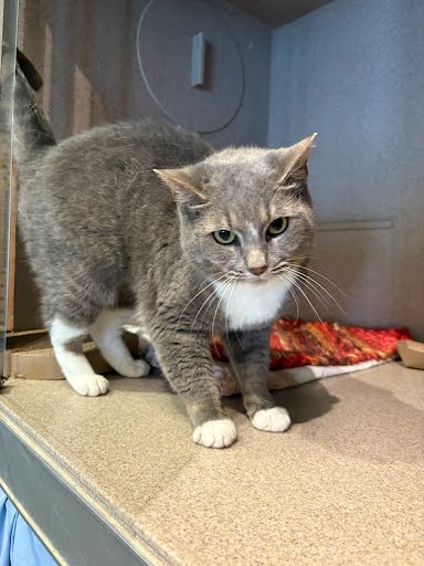 SIMONE - Domestic Shorthair / Mix available for adoption