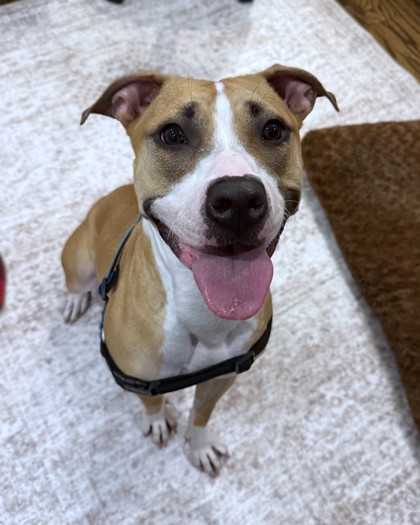 TWISTA - Mixed Breed, Large (over 44 lbs fully grown) / Mix available for adoption