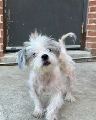LUCY SKY - Shih Tzu / Mix available for adoption
