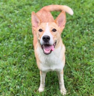 LITTLE BO PEEP - Australian Cattle Dog / Mix available for adoption