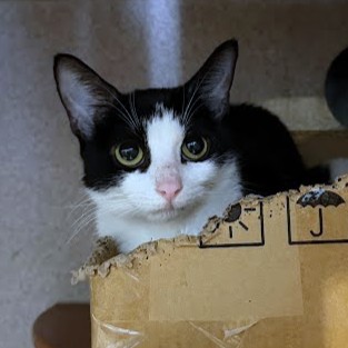 VENUS - Domestic Shorthair / Mix available for adoption