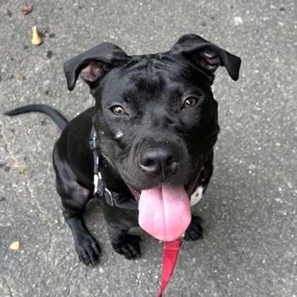 DARLING DORA - Mixed Breed, Large (over 44 lbs fully grown) / Labrador Retriever available for adoption