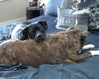 DARLING DORA - Mixed Breed, Large (over 44 lbs fully grown) / Labrador Retriever available for adoption