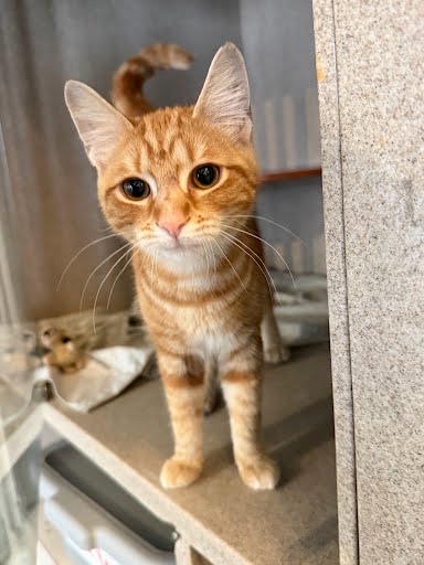 BADLANDS - Domestic Shorthair / Mix available for adoption