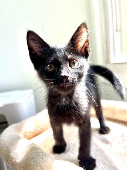 AMARETTO - Domestic Shorthair / Mix available for adoption
