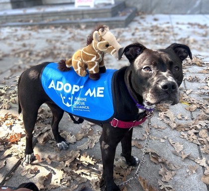 SNACK CAKES - Pit Bull Terrier / Mix available for adoption
