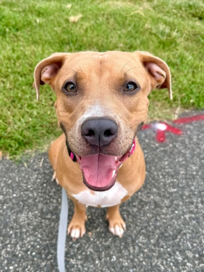 BEAUTIFUL - Mixed Breed, Large (over 44 lbs fully grown) / Mix available for adoption
